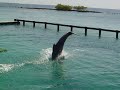 Dolphin Flip