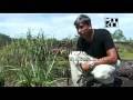 Freshwater Natural Aquarium