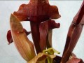 Die Schlauchpflanze (Sarracenia) Fleischfressende Pflanzen