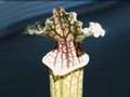 Die Schlauchpflanze (Sarracenia) Fleischfressende Pflanzen