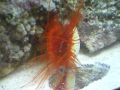 Electric Red Flame Scallop Electric Red Flame Scallop