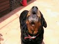 Funny Dog Howling - Crazy Edgar the Rotty Singing