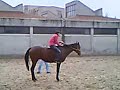 tokmak,horses,at,atlar,yar??,ingiliz,arap,konkur,shire,
