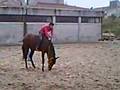 tokmak,horses,at,atlar,yarış,ingiliz,arap,konkur,shire,