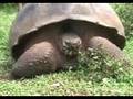 videos de Mini Darwin alle Galápagos — Diario — 29 dicembre