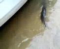 18lb pound big pike released bigpike larg monster hen winter pike