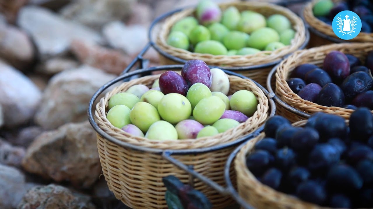 Récolte des olives au Jardin des Oliviers et au Cabanon des Vignes ! | Sanary-sur-mer