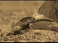 بئر زمزم وسقاية العباس (1) www.bani-alabbas.com