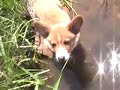 Corgie puppy Corgie puppy