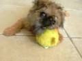 Tallulah Plum
