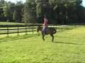 Appaloosa mare games horse for sale: Dead Ringer