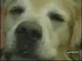 Golden Retriever Hunter & Stem Cell Therapy