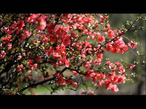 how to transplant flowering quince