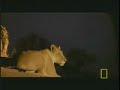 Safari - Lions who kill a hippo