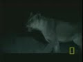 Lions Kill Hippo