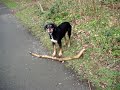  Herman Dog Cullybackey