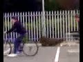The Paddy Killer Vs The Prickle Bush ( A Trollys Real Use)�
