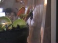 Venus Fly Trap VS Fly
