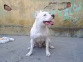 DEUS DA QUERRA