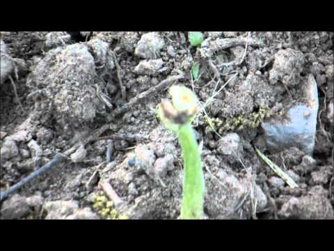 how to replant green beans