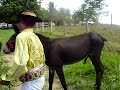 EDGAR MIXI - JUMENTO NA MINHA SOGRA