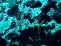 Dahab 07