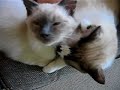 Bob the cat washes Cosmo the kitten