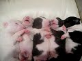 miniature bullterrier puppy