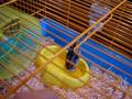 videos de Cavia