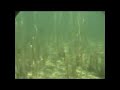 Jagar gäddor i vättern - free flv video @ vwatch.tv