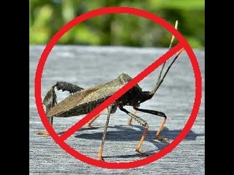 how to get rid squash bugs