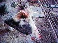 Arkansas hog hunting Arkansas hog hunting