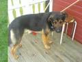 May dog`s