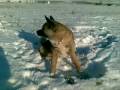 videos de Akita and tosa