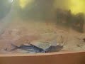 Synodontis Decorus 1 Synodontis Decorus 1