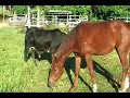 Bull and Horse trying to mate
