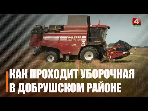 Посмотрели, как проходит уборочная кампания в ОАО «Утевское» Добрушского района видео