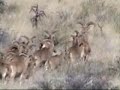 Bonney Canyon Ranch - Barbary Sheep Aoudad