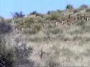 Bonney Canyon Ranch - Barbary Sheep Aoudad