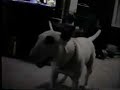 Spuds Dogs Getting Bullied By Little Spuds