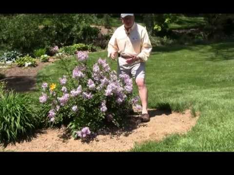 how to transplant a korean lilac