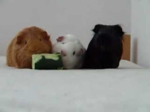 Our three Guinea pigs fighting for a ...