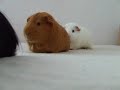 our three guinea pigs fighting for a cucumber