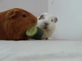 our three guinea pigs fighting for a cucumber