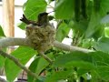 Humming bird nest March 23 #2 2007