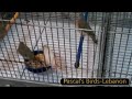 Pascalh74 - smallglds1.mp4