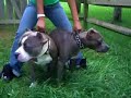 Southern Smoke Pitbulls Kano Breeding