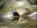 Anakonda VS Alligator