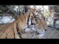 Our Tiger Experience Thailand