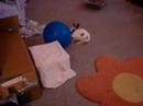Bunny and balloon Bunny and balloon